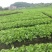 包心芥菜5两以上