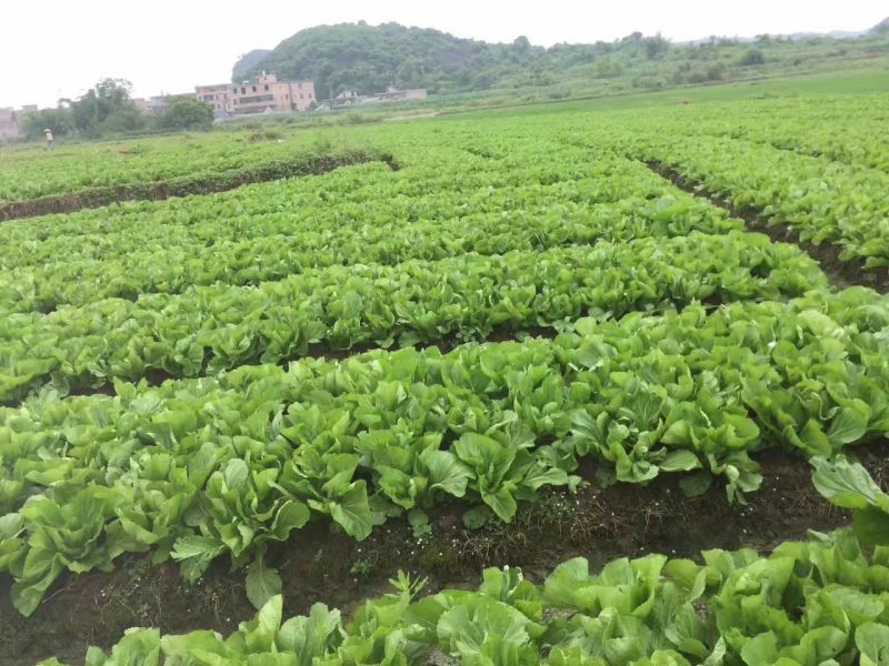 包心芥菜5两以上