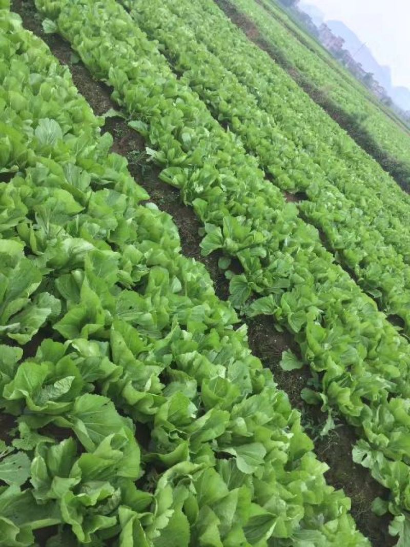 包心芥菜5两以上