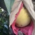 黄桃树苗80cm以上，，，，，，，，，