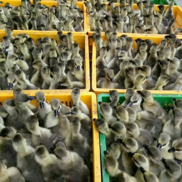 马岗鹅苗250g以下