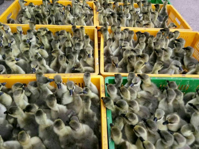 马岗鹅苗250g以下