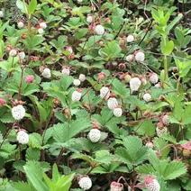 小白草莓苗10cm以下