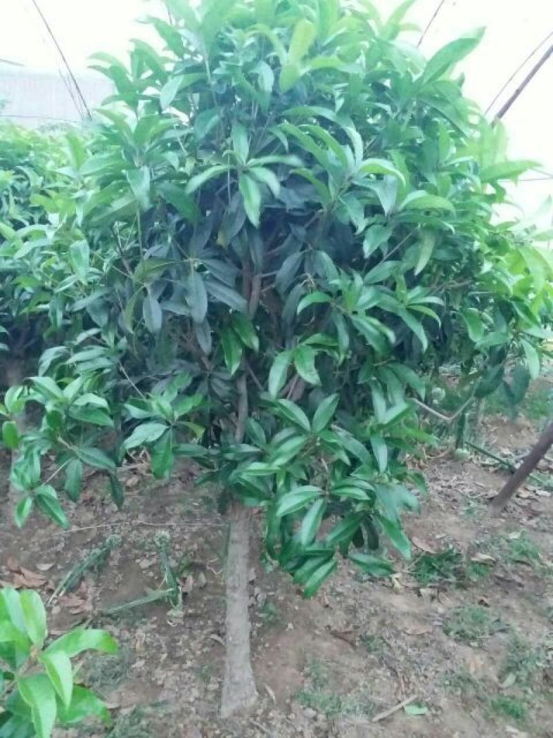 桂花树4~6cm0.5~1米1~2米
