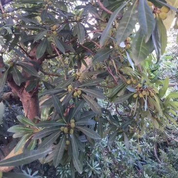 大粒紫杨梅