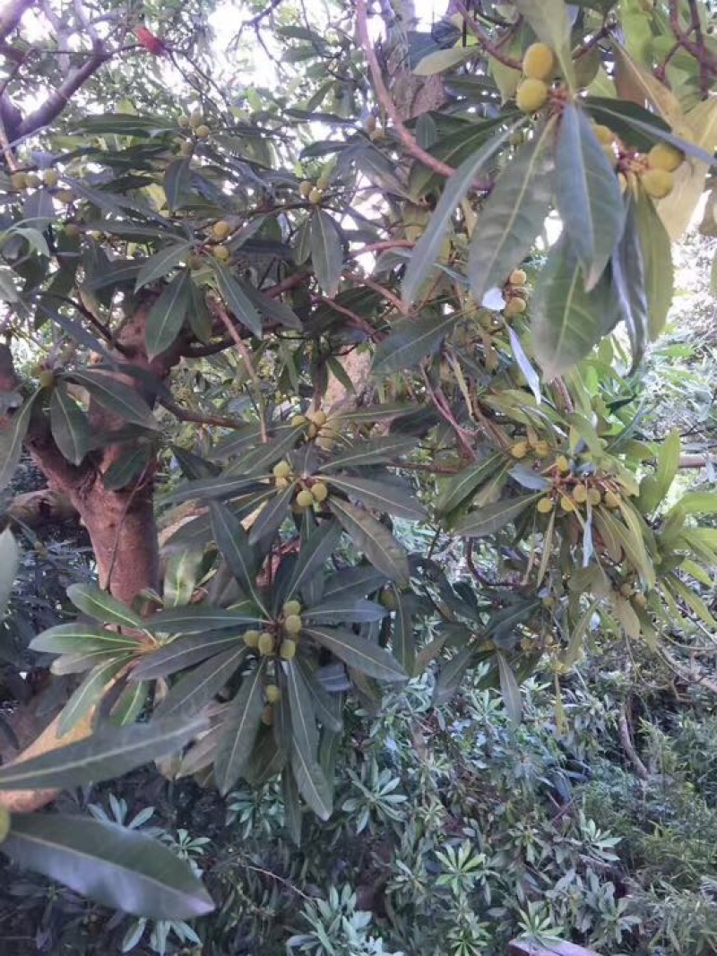 大粒紫杨梅
