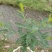 白刺花