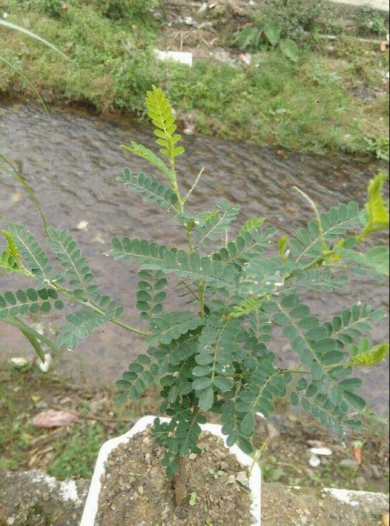 白刺花