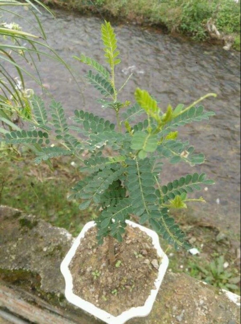 白刺花