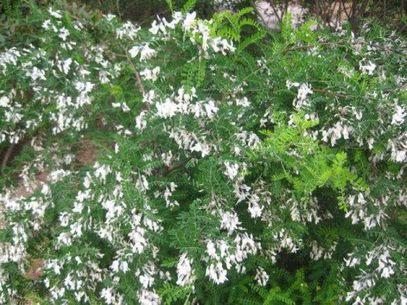 白刺花