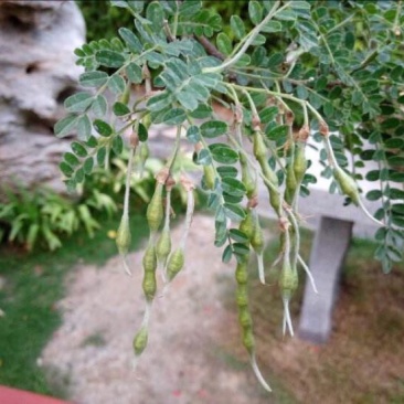 白刺花
