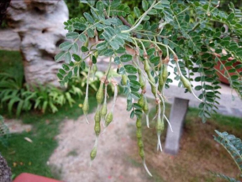 白刺花