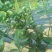 蓝莓鲜果12~14mm以上