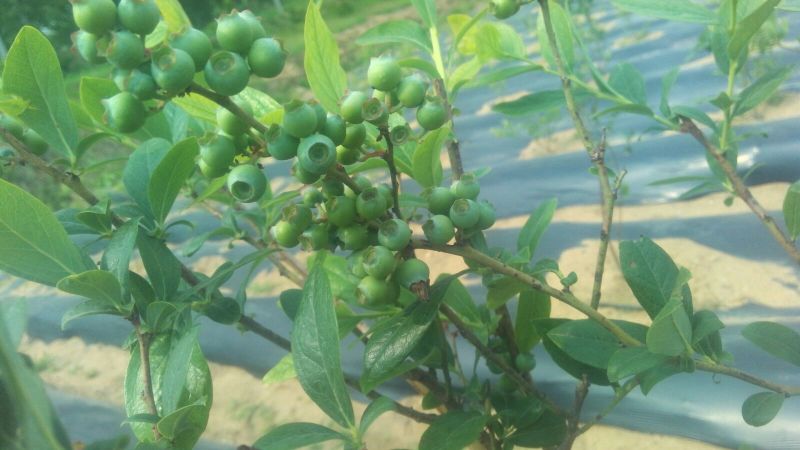 蓝莓鲜果12~14mm以上