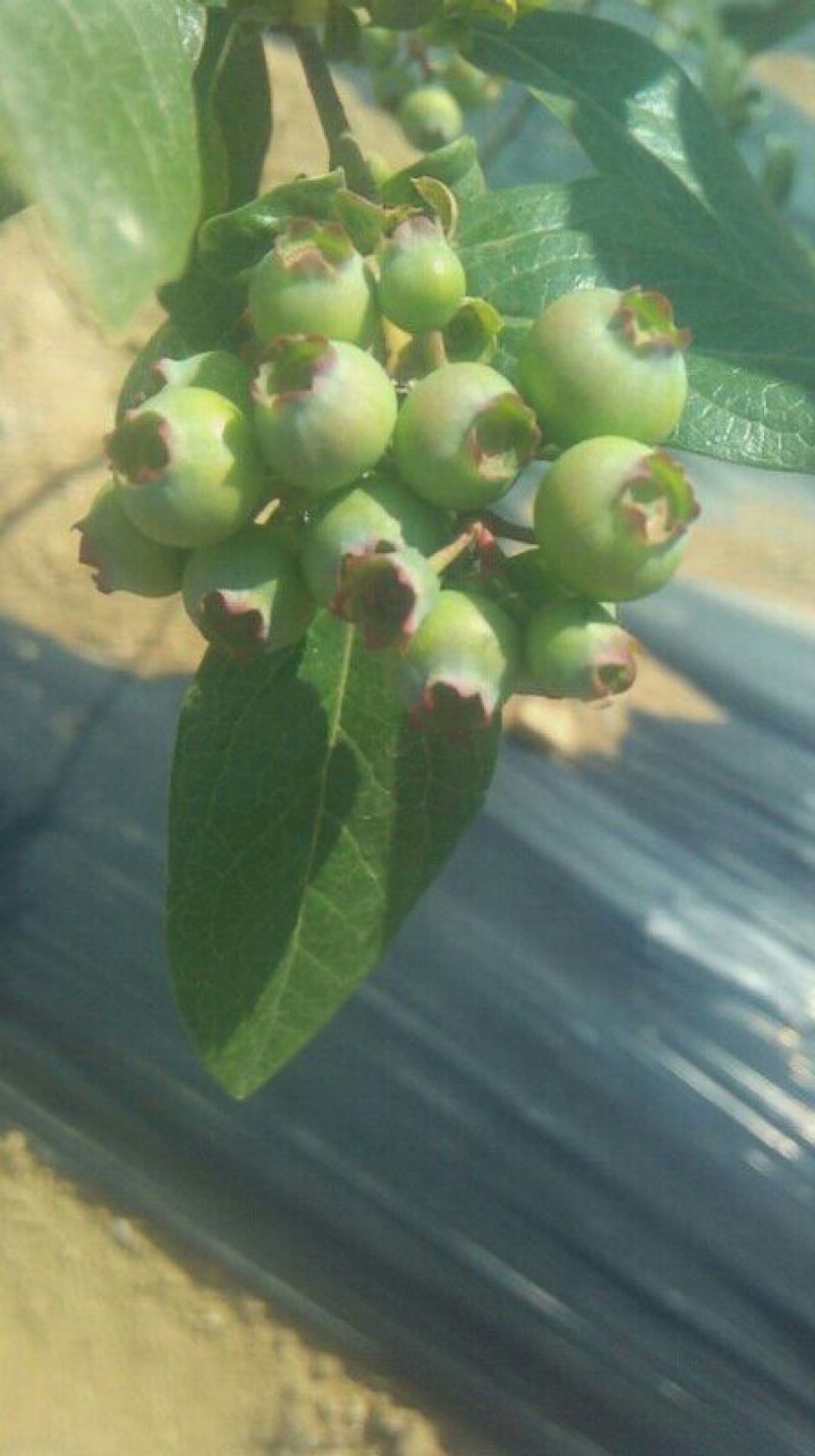 蓝莓鲜果12~14mm以上