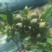 蓝莓鲜果12~14mm以上