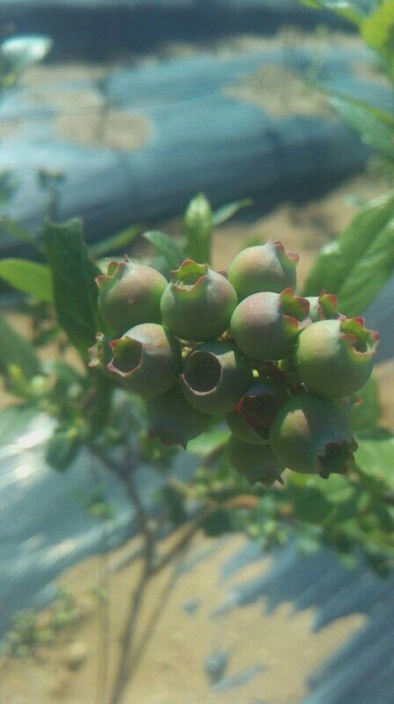 蓝莓鲜果12~14mm以上