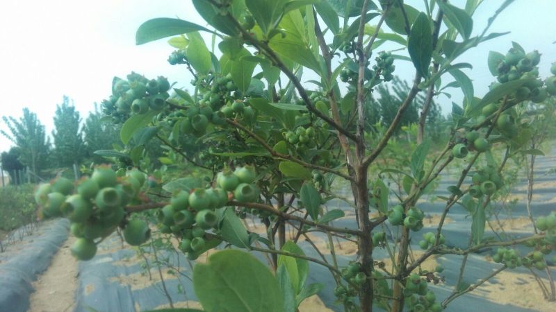 蓝莓鲜果12~14mm以上