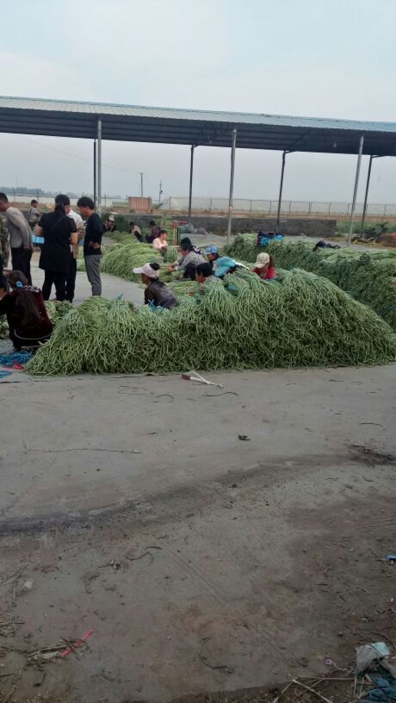 腌制豆角大量上市每天几十万斤货量