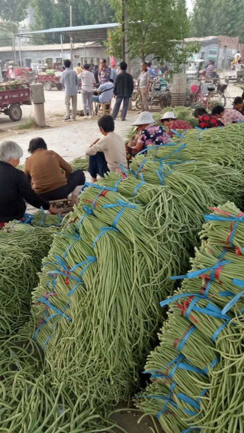 腌制豆角大量上市每天几十万斤货量