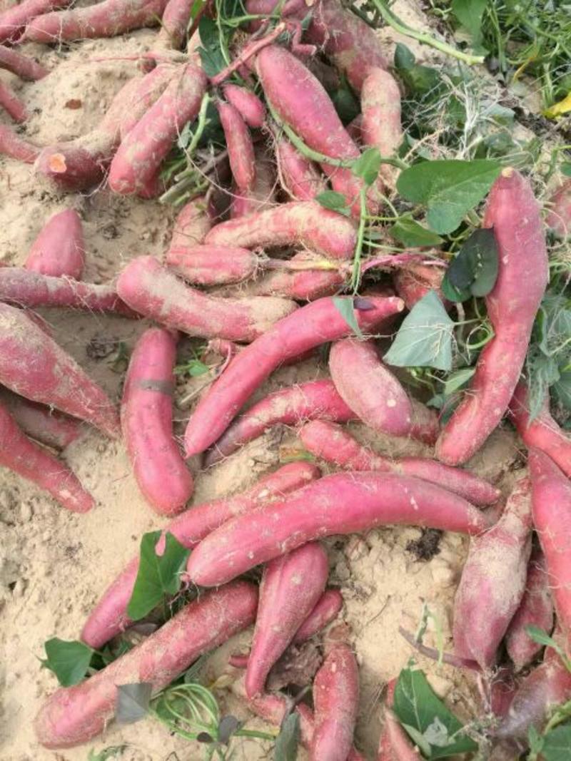 广东西瓜红红薯新鲜现挖自种沙地产地直发品质保证欢迎来电