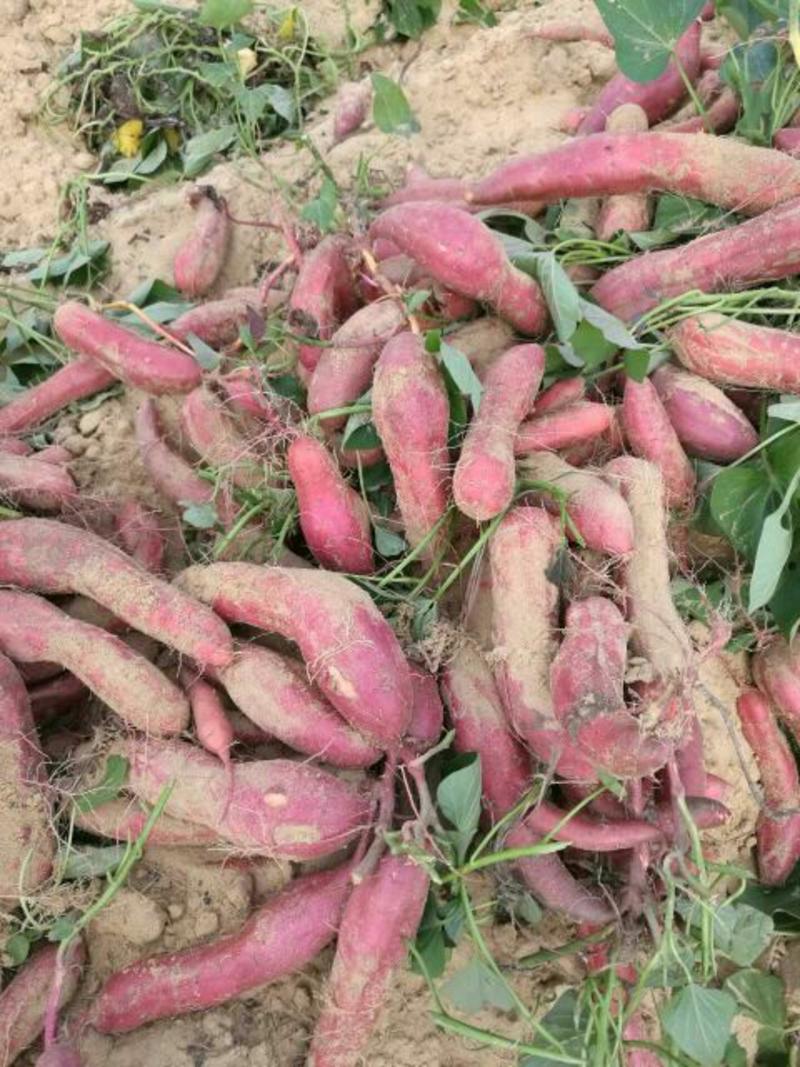 广东西瓜红红薯新鲜现挖自种沙地产地直发品质保证欢迎来电