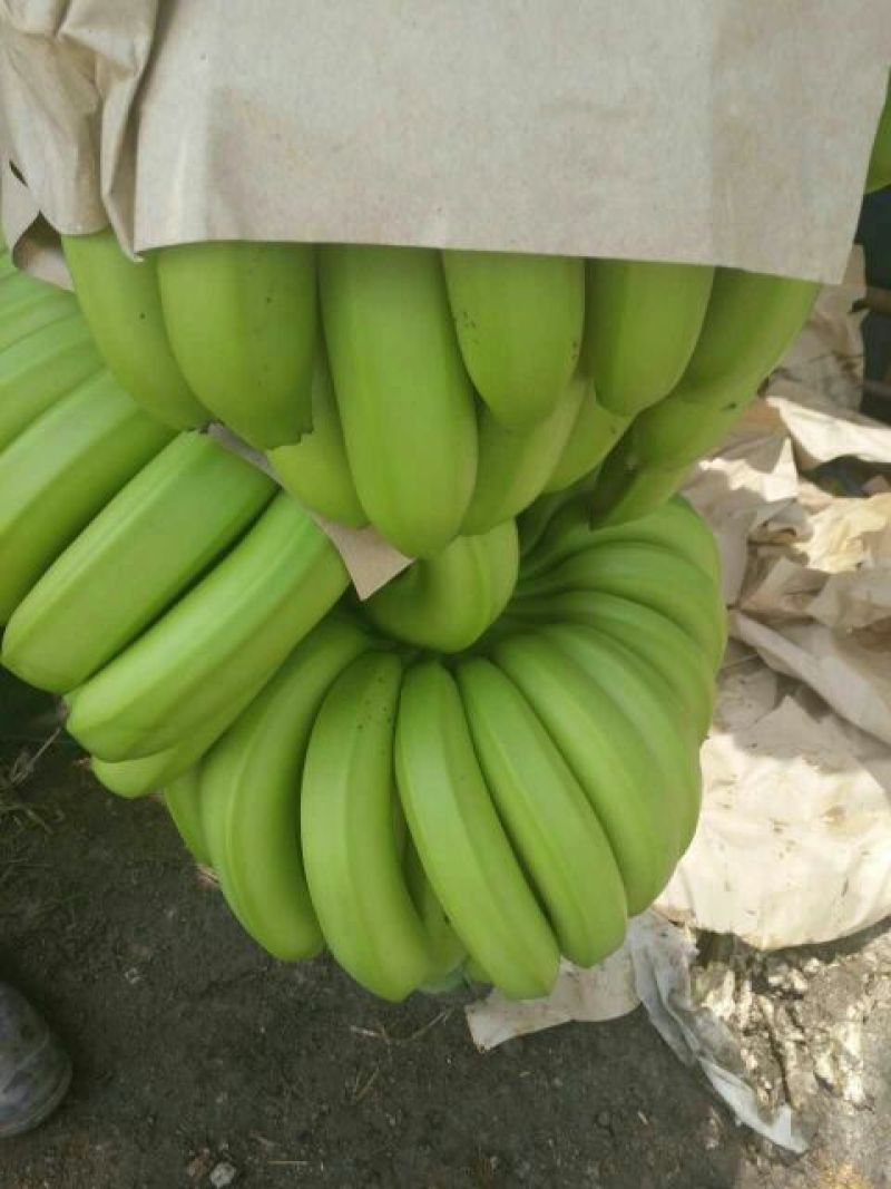 威廉斯香蕉七成熟