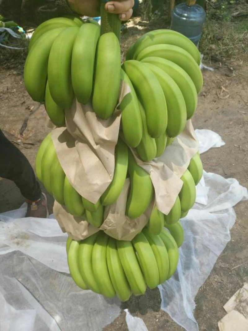 威廉斯香蕉七成熟