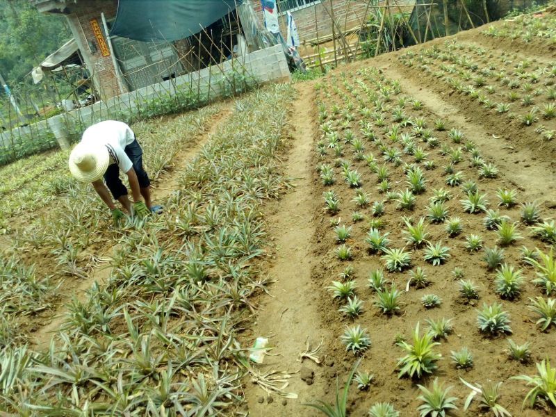 菠萝苗金钻16号菠萝苗