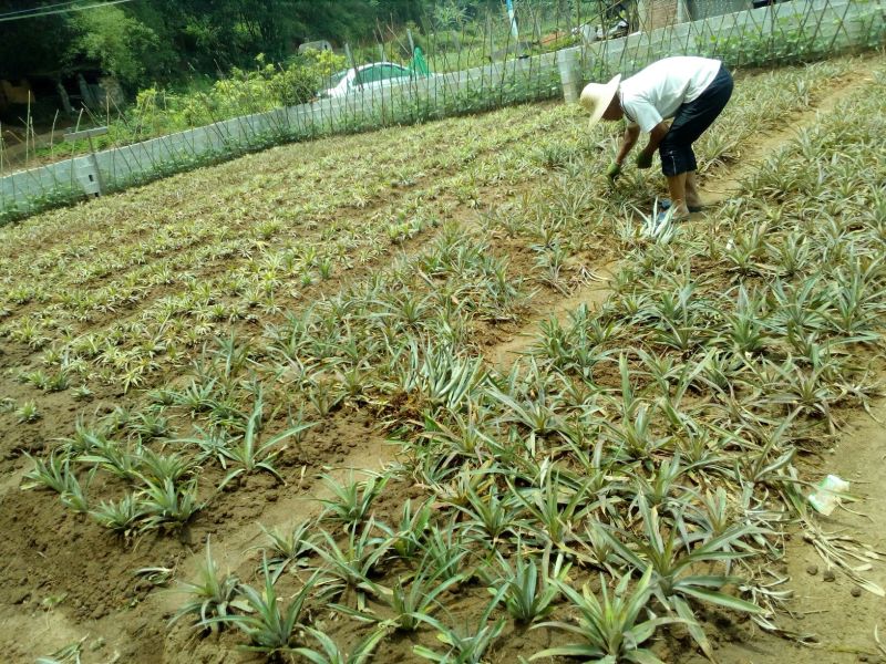 菠萝苗金钻16号菠萝苗