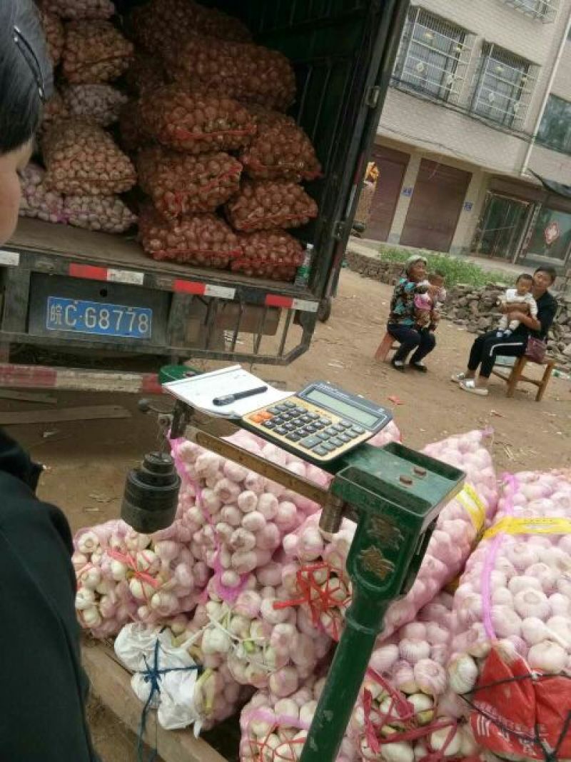 鲜蒜扒皮蒜，光蒜(净蒜，过筛精选)！