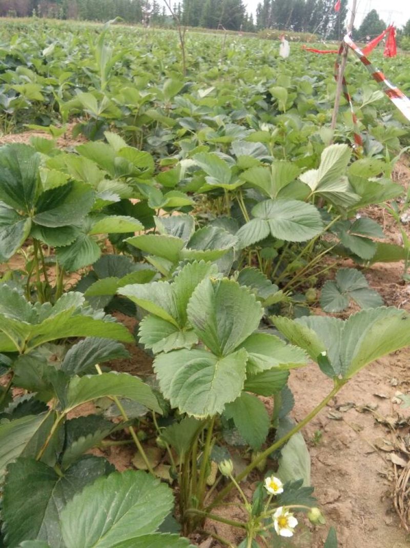 草莓苗20~30cm，品种全，大量出售草莓苗。红颜草莓