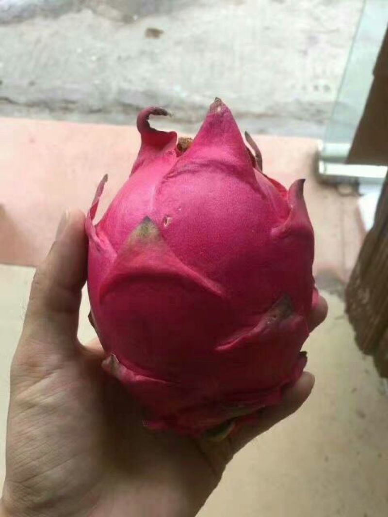 红心火龙果大（7两以上）