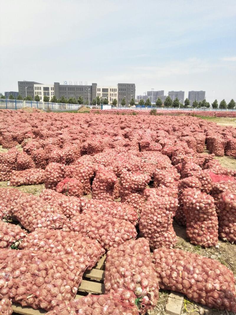【精选】红蒜→5cm干蒜√货品品质保障，量大，常年供应