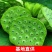 白莲子新鲜莲蓬、草莲、鲜莲
