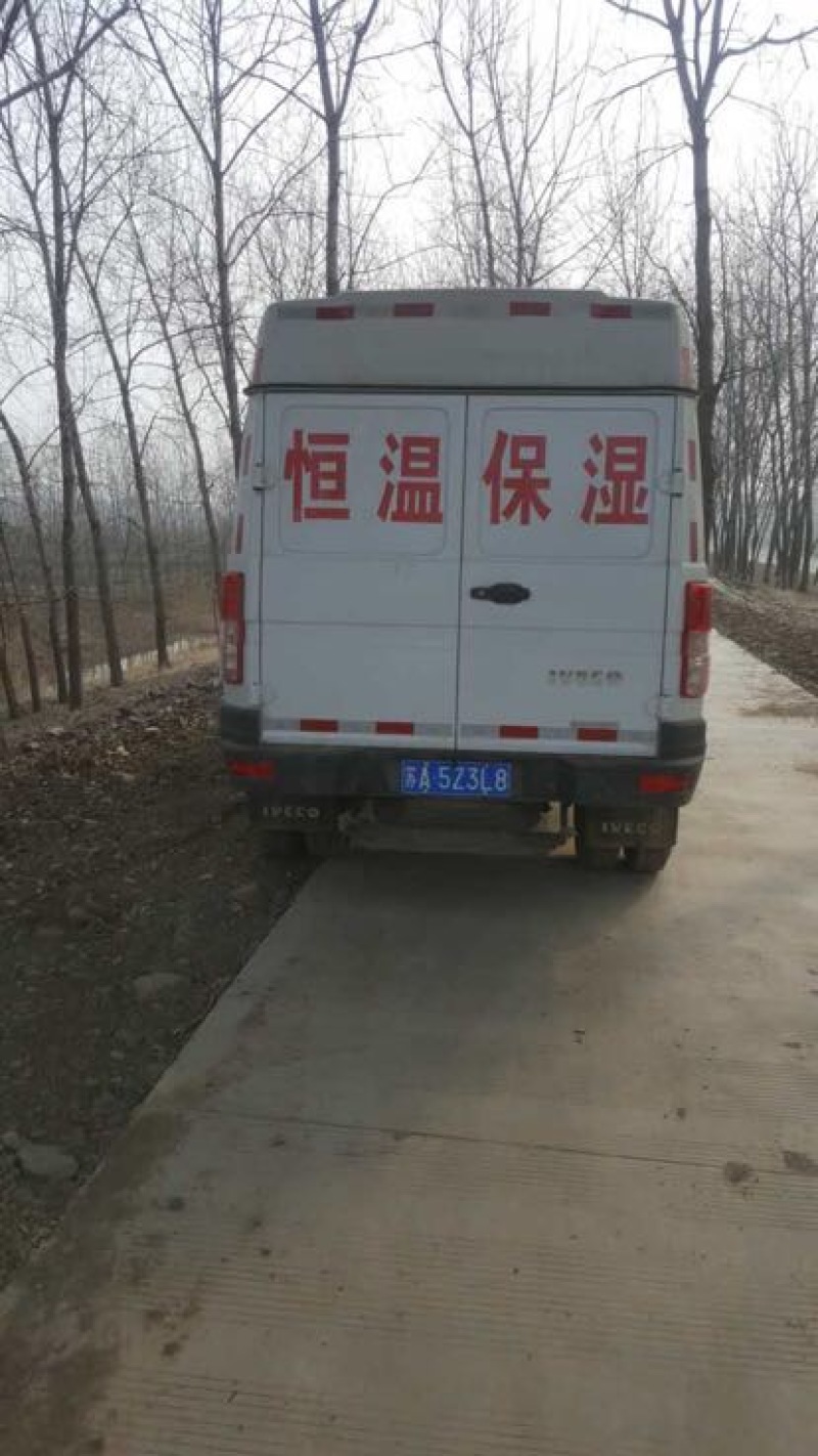 龙虾苗龙虾种伊乐藻地笼