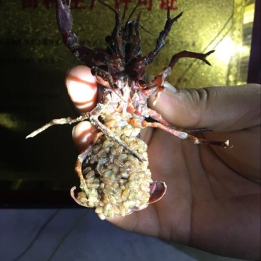 龙虾苗龙虾种伊乐藻地笼