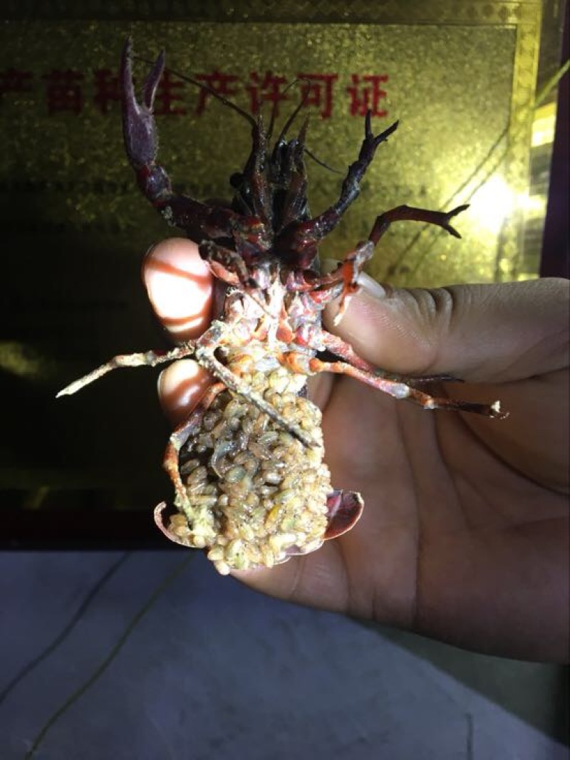 洪泽湖小龙虾苗塘口一手货