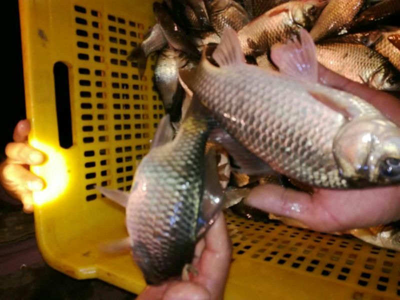 鲫鱼食用