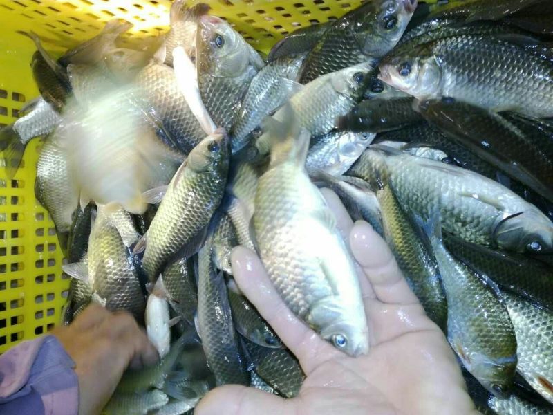 鲫鱼食用