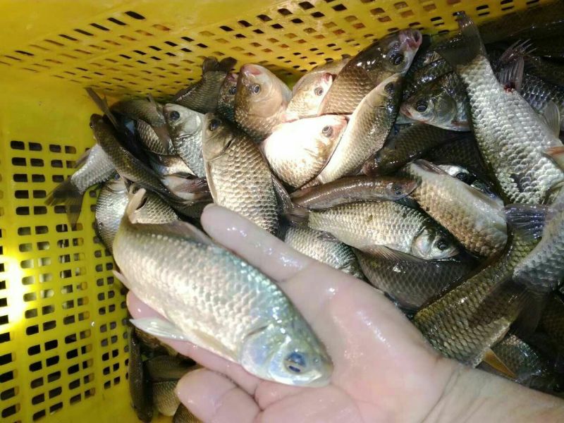 鲫鱼食用
