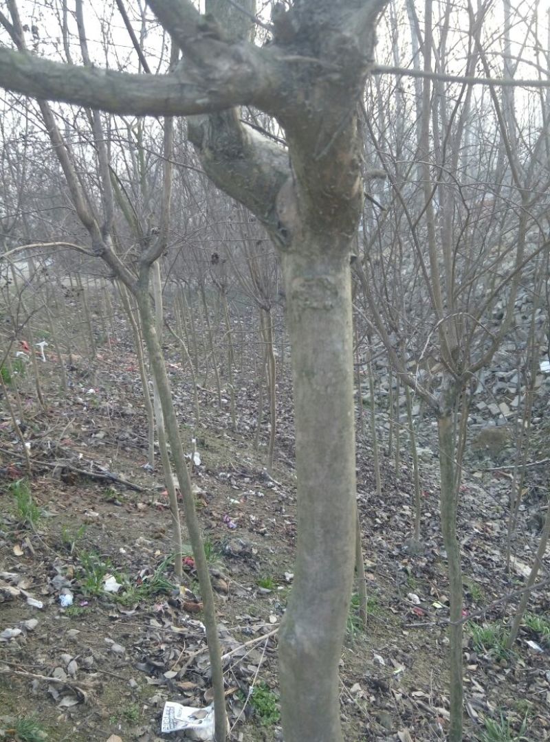 百日红2~4cm1.5~2米1米以下