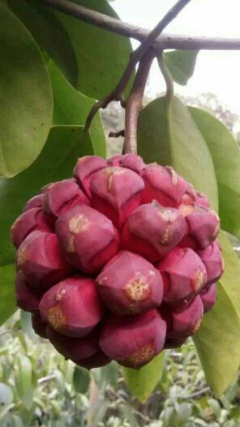 布福娜树苗20~30cm
