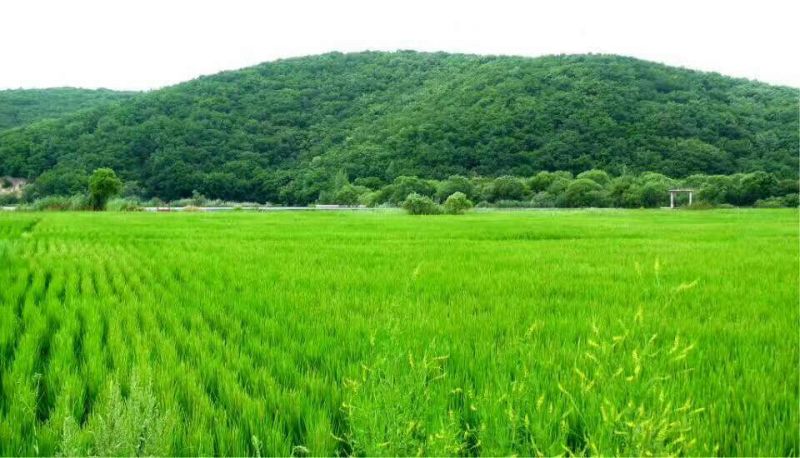东北响水大米(响水村石板大米)