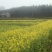 油菜籽1