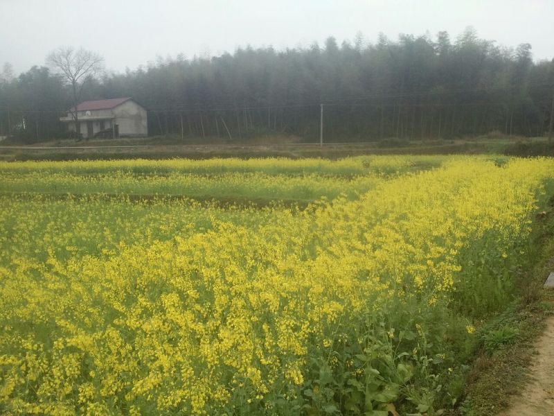 油菜籽1