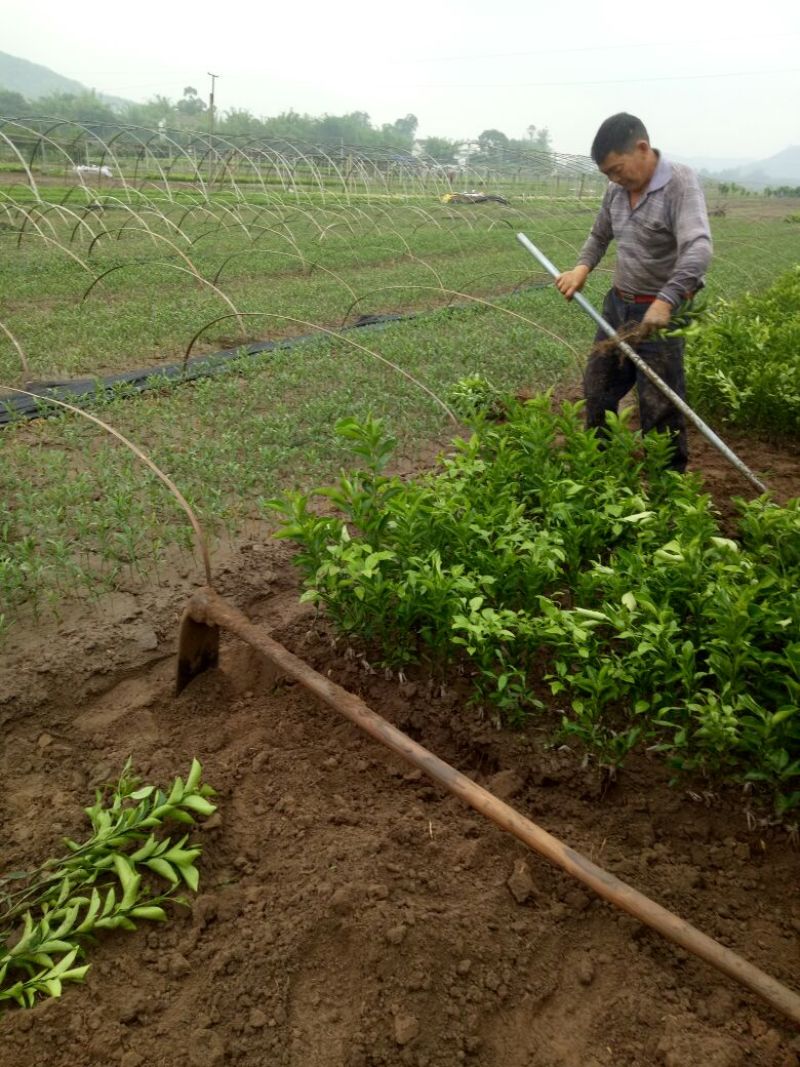 大雅柑1号柑桔苗30~50cm