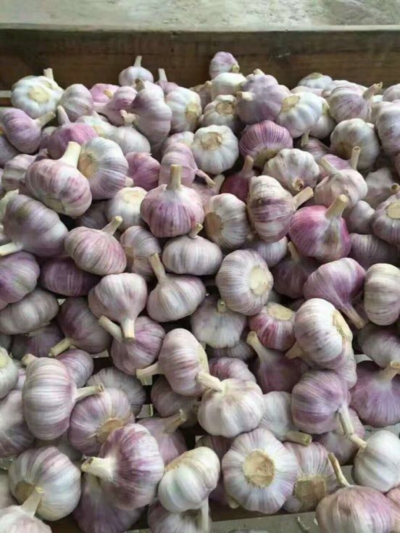 金乡大蒜混级通货干蒜