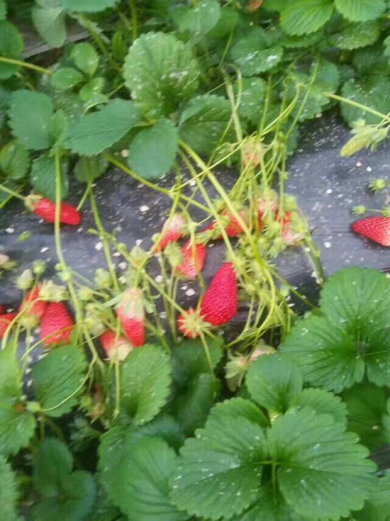 甜查理草莓苗10~20cm