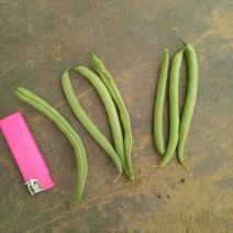 短豆8~15厘米